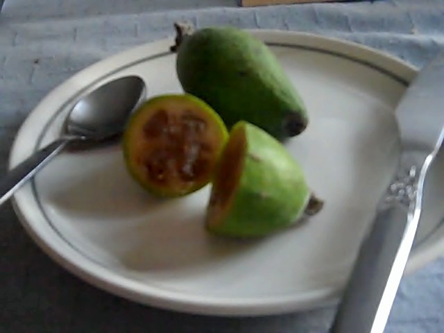 Feijoa