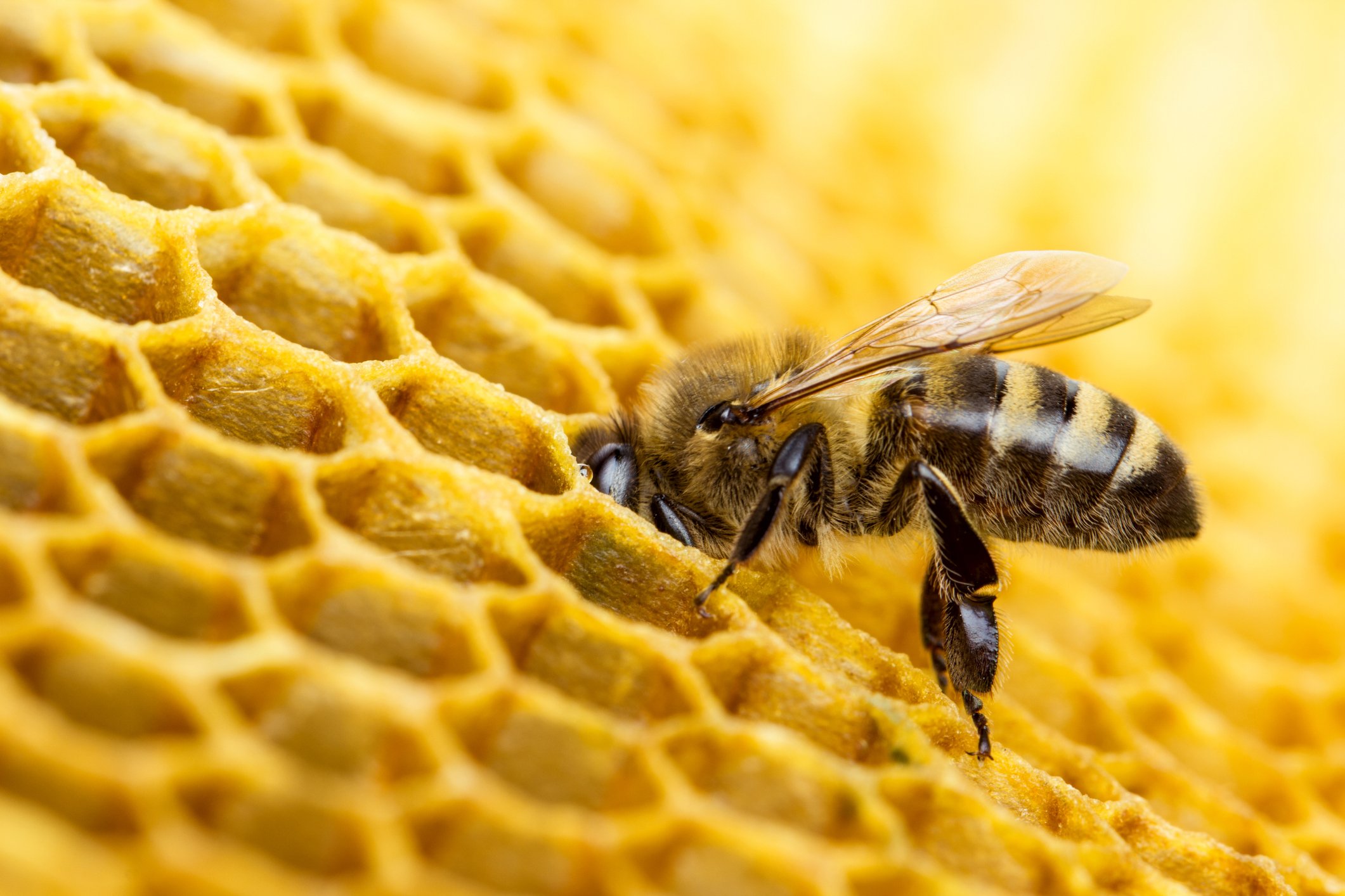 The Flight of the Humble Bee
